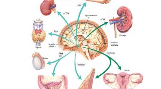 周日詞匯?13章?內(nèi)分泌系統(tǒng)