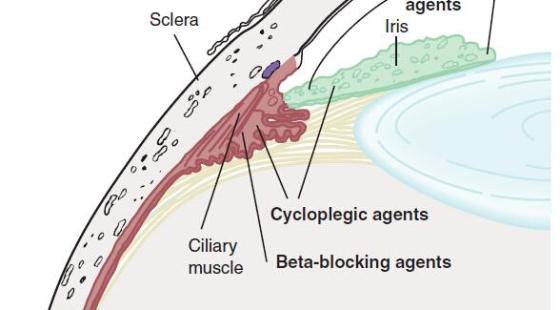 65章&nbsp;眼科用藥