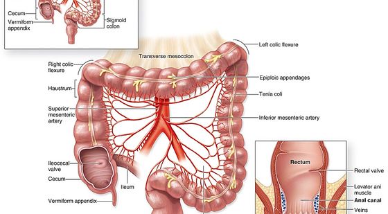 6章?消化系統(tǒng)