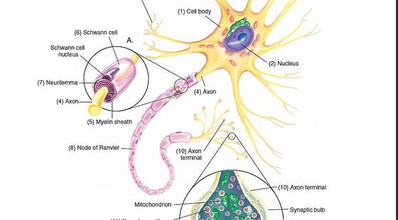 14章&nbsp;神經(jīng)系統(tǒng)