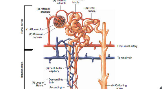 62章&nbsp;腎臟系統(tǒng)