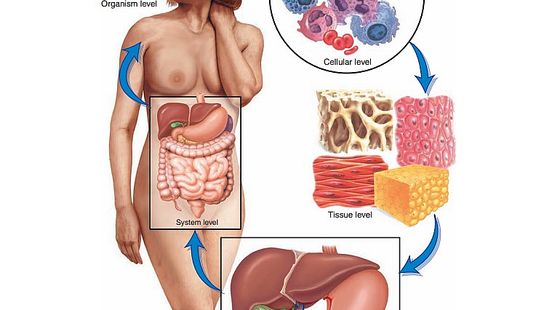 詞匯&nbsp;第四章&nbsp;身體結(jié)構(gòu)