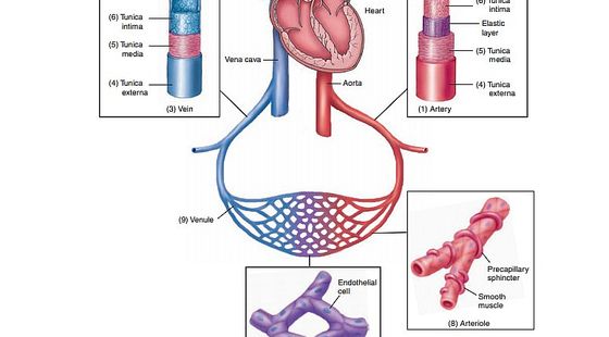 試聽(tīng)課1--基礎(chǔ)詞匯&nbsp;Chapter8&nbsp;Cardiovascular&nbsp;System&nbsp;心血管系統(tǒng)