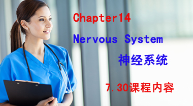 暑期班7.30日护理词汇Chapter14 Nervous System 神经系统