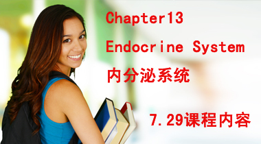 暑期班7.29日护理词汇Chapter13 Endocrine System 内分泌系统