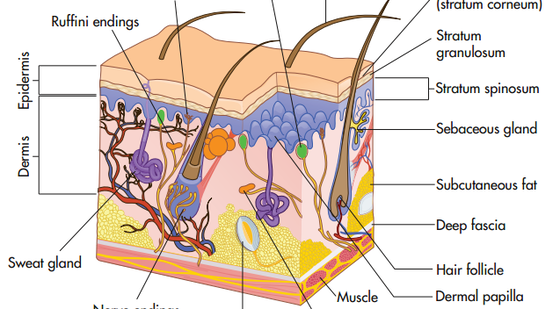添翼ISPN/RN醫(yī)學詞匯課&nbsp;第四章&nbsp;integumentary&nbsp;system