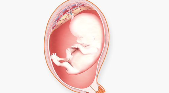 添翼ISPN/RN&nbsp;2017暑假班詞匯課&nbsp;第九章&nbsp;產(chǎn)科與新生兒科&nbsp;Obstetric&nbsp;And&nbsp;Neonatology