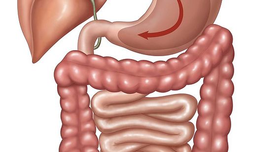添翼ISPN/RN&nbsp;2017暑假班詞匯課&nbsp;第十一章&nbsp;消化系統(tǒng)&nbsp;Digestive&nbsp;System