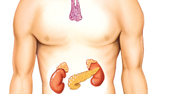 添翼ISPN/RN&nbsp;2017暑假班詞匯課&nbsp;第十六章&nbsp;&nbsp;&nbsp;內(nèi)分泌系統(tǒng)&nbsp;&nbsp;Endocrine&nbsp;System