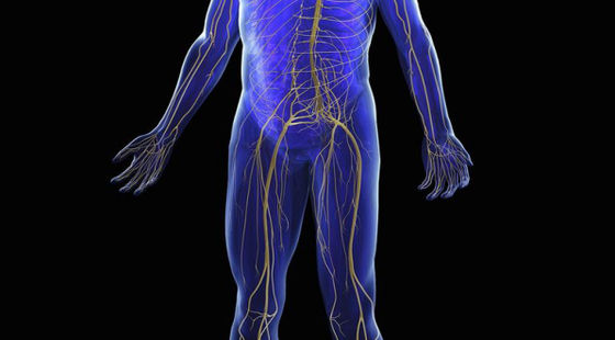 添翼ISPN/RN&nbsp;2017暑假班詞匯課&nbsp;第十五章&nbsp;神經(jīng)系統(tǒng)&nbsp;&nbsp;Nervous&nbsp;System