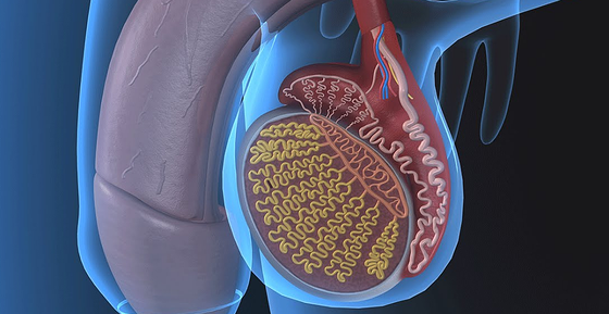 2018年寒假班&nbsp;英語醫(yī)學(xué)術(shù)語&nbsp;第七章&nbsp;男性生殖系統(tǒng)