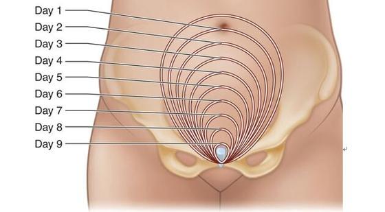 添翼2017-2018ISPN/RN專業(yè)課&nbsp;29章&nbsp;產(chǎn)后護(hù)理