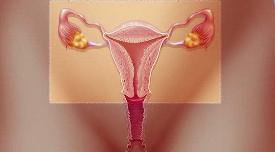 2017-2018年度醫(yī)學(xué)詞匯課&nbsp;第八章&nbsp;女性生殖系統(tǒng)