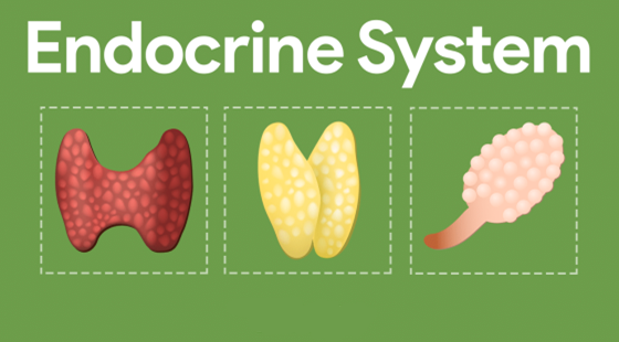 2017-2018年度醫(yī)學(xué)詞匯課&nbsp;第十六章&nbsp;內(nèi)分泌系統(tǒng)