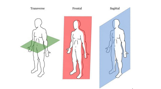 2018年暑期班&nbsp;第三章&nbsp;&nbsp;Directional&nbsp;Terms,&nbsp;Planes,&nbsp;Positions