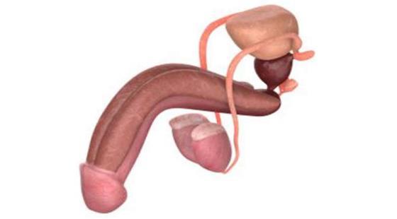 2018年暑期班&nbsp;第七章&nbsp;Male&nbsp;Reproductive&nbsp;System