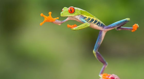 【100名著精读】the jumping frog 卡城名蛙 有声书